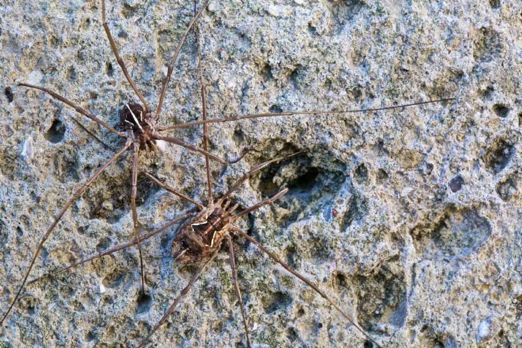 Metaphalangium sp. (Phalangiidae)